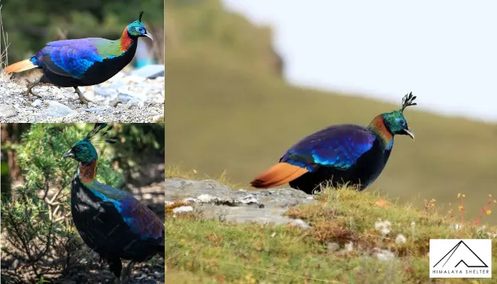 Himalayan Monal - Himalayan Bird Watching Guide