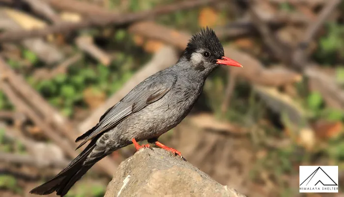 Black Bulbul - Himalayan Bird Watching Guide