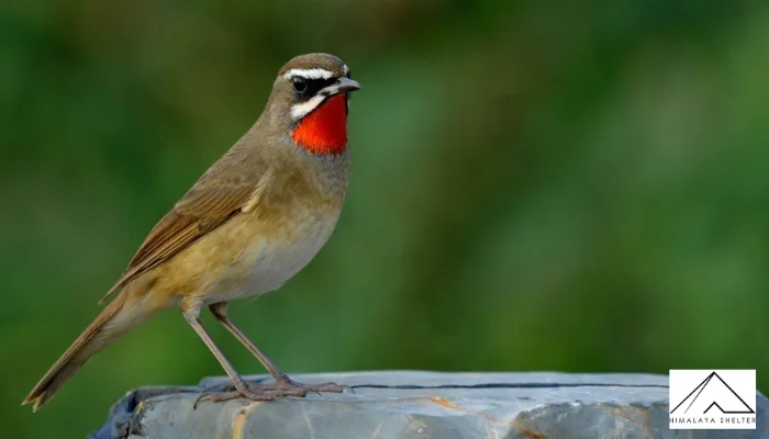Ruby Throat - Himalayan Bird Watching Guide