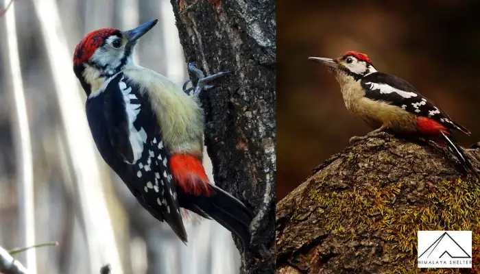 Himalayan woodpecker - Himalayan Bird Watching Guide