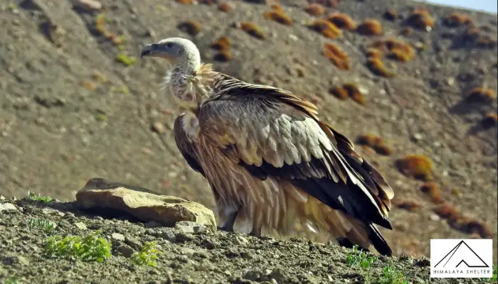 Griffon Vulture - Himalayan Bird Watching Guide
