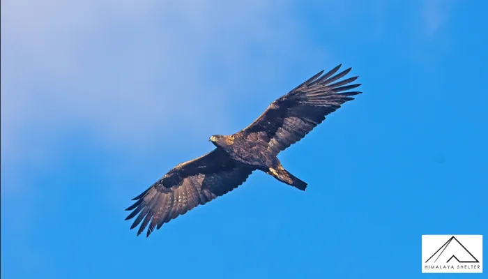 Golden Eagle - Himalayan Bird Watching Guide