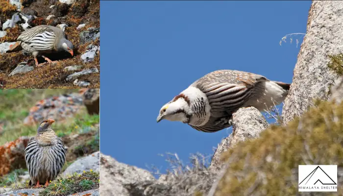 Himalayan Snowcock - Himalayan Bird Watching Guide