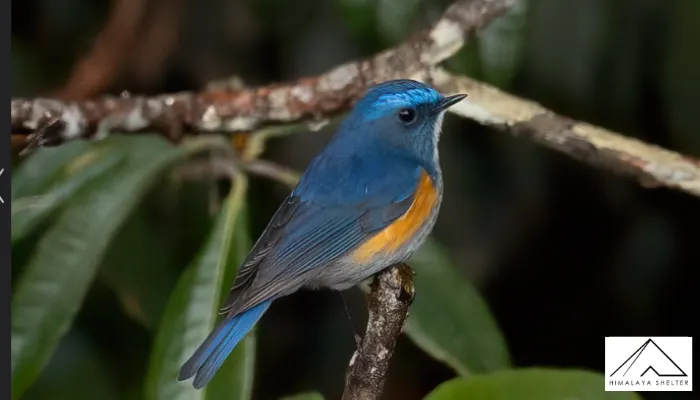 Bluetail - Himalayan Bird Watching Guide