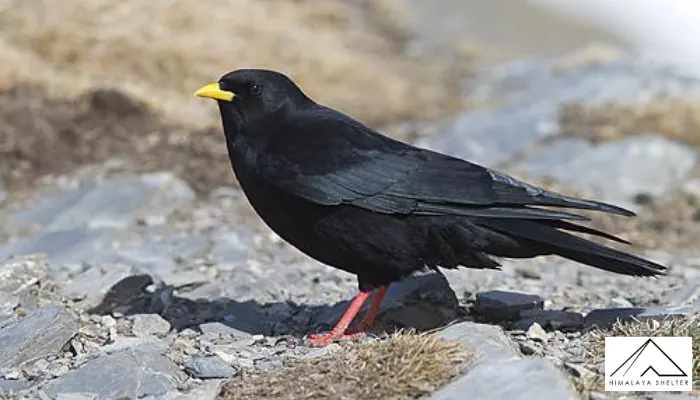 Alpine Chough - Himalayan Bird Watching Guide