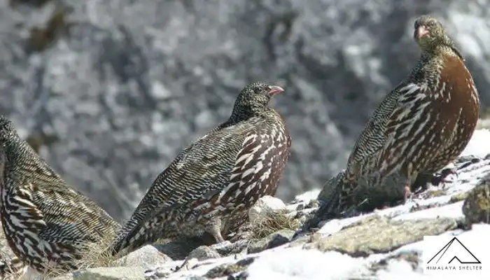 Snow Partridge - Himalayan Bird Watching Guide