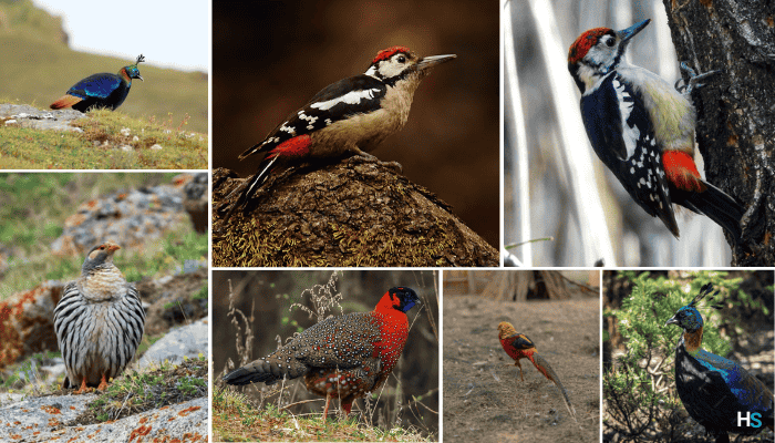 Himalayan Bird Watching Guide