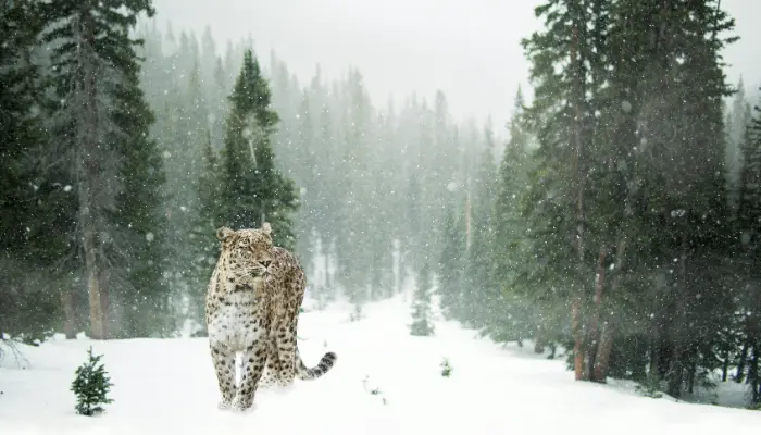 Snow Leopard