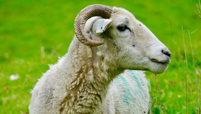 Himalayan Blue Sheep (Bharal)