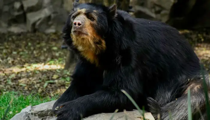 Himalayan Black Bear
