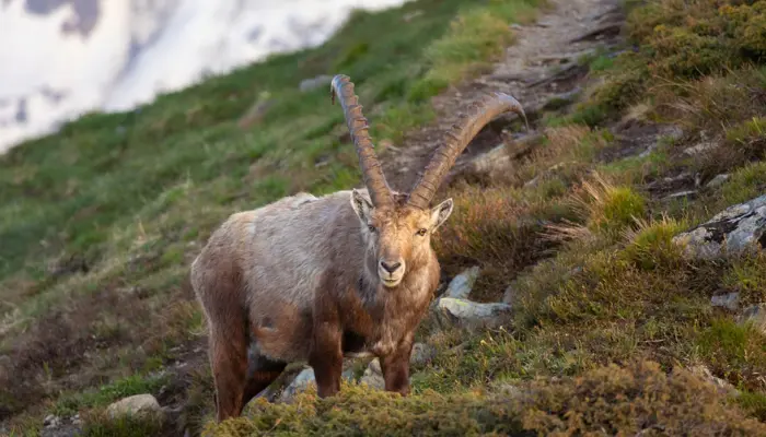 Himalayan Ibex