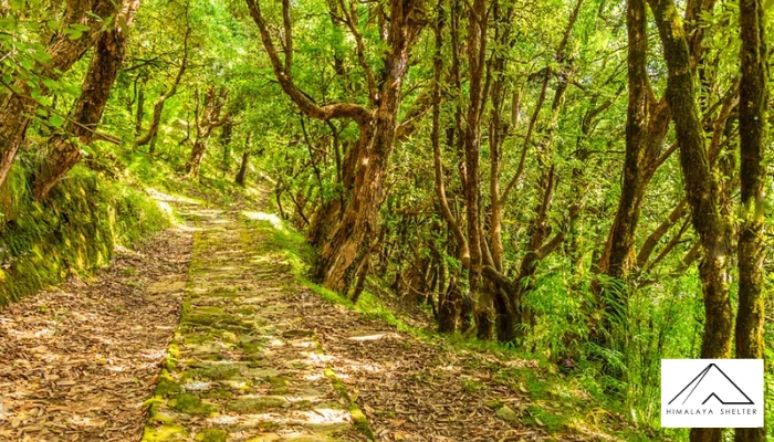 Binsar Wildlife Sanctuary Trek