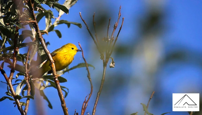 Sattal Bird Watching