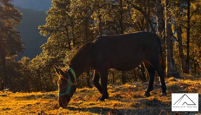 Gallery photo - Rupin Supin Trek 4