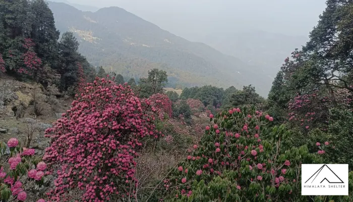 Best Rhododendron Treks in India