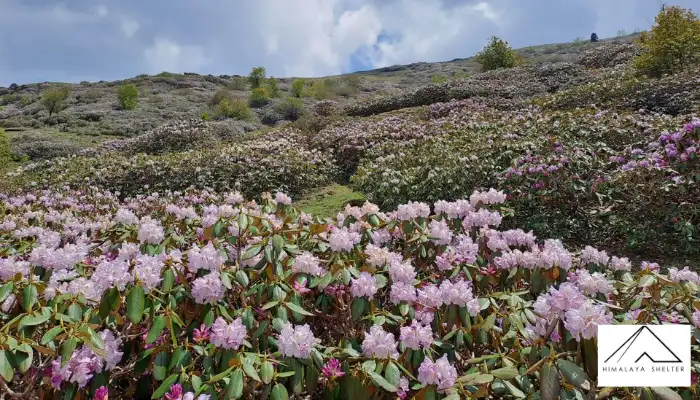 Deoriatal–Chandrashila Trek