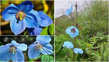 himalayan wildflowers