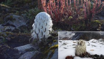 flowers in the himalayas