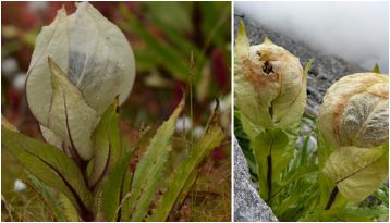 high altitude flowers