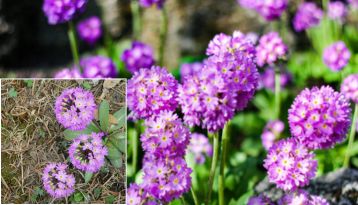 Himalayan wildflowers