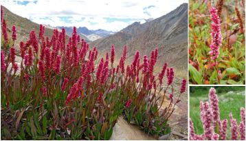 flower that grow in Himalayas
