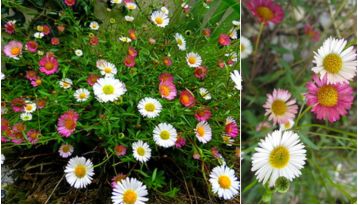 flowers on dayara bugyal trek