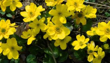 flowers on har ki dun trek