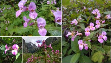 wildflowers on Hampta Pass trek