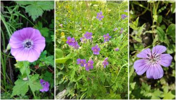 flowers on pin bhaba trek