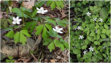 wildflower on the himalaya