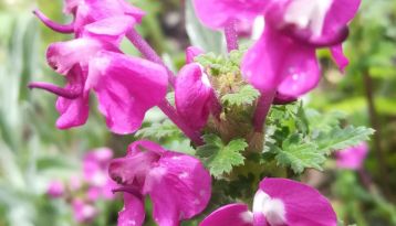 flowers on Valley flowers trek