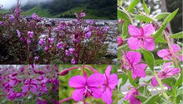 Dwarf Fireweed