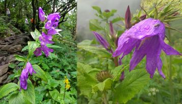 Flowers on Pin Bhaba Pass trek