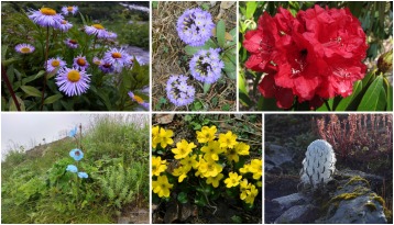 Recent blog Himalayan Wildflowers: A Complete Guide for Trekkers 
