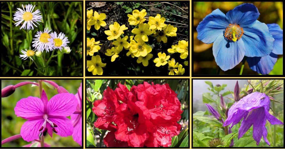 Recent blog Himalayan Wildflowers: A Complete Guide for Trekkers 