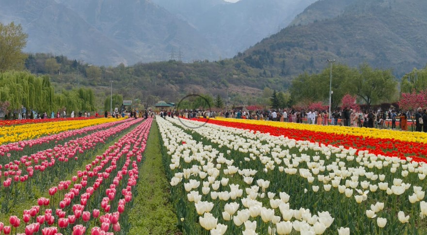 Asia’s Largest Tulip Garden Opened in Kashmir with Stunning Bloom for Spring 2026